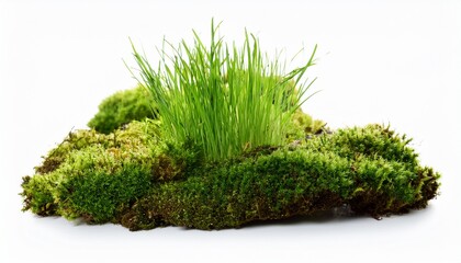 Fototapeta premium green mose with grass growing isolated on transparent background