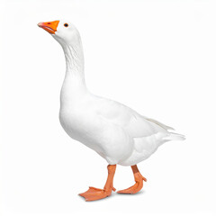 Obraz premium White goose standing and looking up on white background