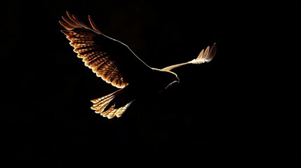 Majestic hawk in flight creating a striking silhouette against a dark background, capturing the essence of power and freedom.