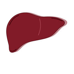 Medical Vector of Human Liver in Flat Style, Flat Vector Illustration of Human Liver Organ on White Background