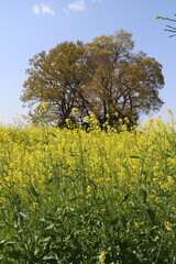 日本の野原に咲く黄色い菜の花と背後にそびえる巨木の風景