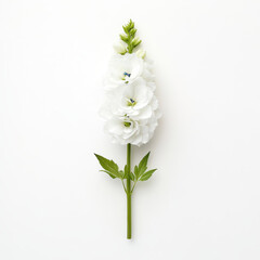 Fototapeta premium Single white delphinium flower with a hint of blue centered on a stark white background emphasizing purity and delicate petals