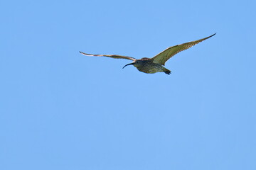 Großer Brachvogel (Numenius arquata) in der Morgensonne