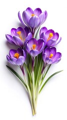 Naklejka premium A bouquet of striking purple Crocus flowers against a pure white background