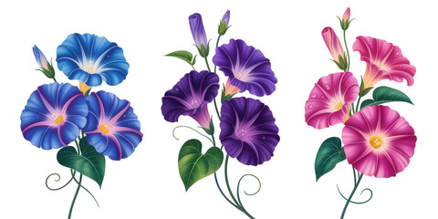 Three Vibrant Morning Glory Flowers in Blue Purple and Pink on Transparent Background