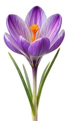 Fototapeta premium Beautiful Crocus Flower with Purple Petals and Striking Orange Stamen Detail