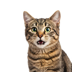 Surprised tabby cat with open mouth close up
