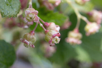 Tiny, delicate green and pink blackcurrant flowers blossoming in springtime. Close-up showing petals with background blur 