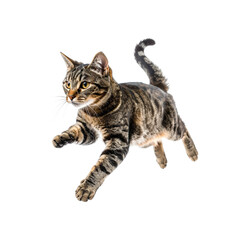 Striped tabby cat leaping dynamically in air pet jump on transparent background