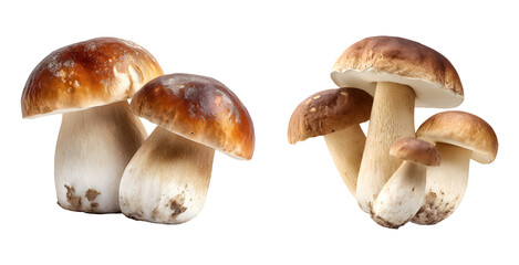 Fototapeta premium mushrooms isolated on white background