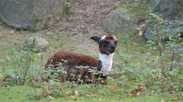 Young, baby alpaca. Vicugna pacos