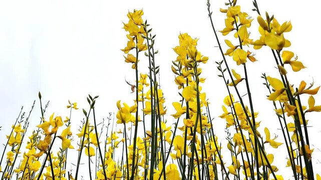 Yellow Spanish Broom (Spartium junceum) perfumes the slopes of Mediterranean Sea coasts with its yellow beautiful blossoms.