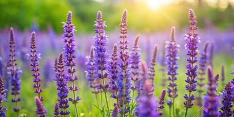 A field of Salvia pratensis flowers swaying gently in the spring breeze amidst lush green grass and wildflowers, garden view, nature photography