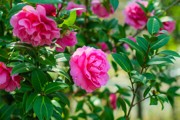 赤とピンクの椿の花。緑の葉。