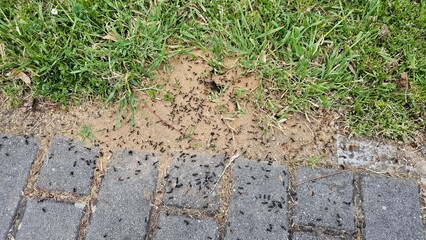 Ants swarming around nest entrance on sand between grass and pavement