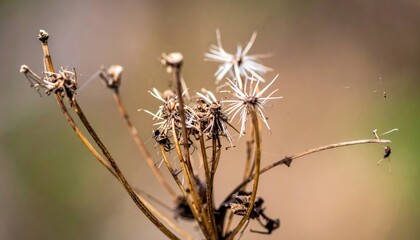 Dehydrated Plant Macro Photograph Displaying Extreme Withering Effects