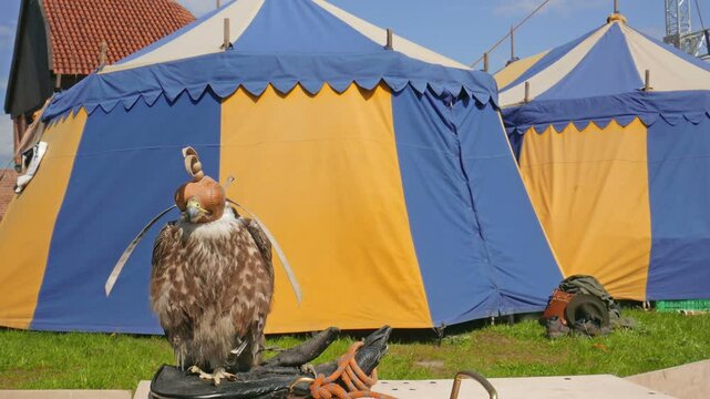Saker falcon in a cap. Falco cherrug. Bird of prey. Falconry