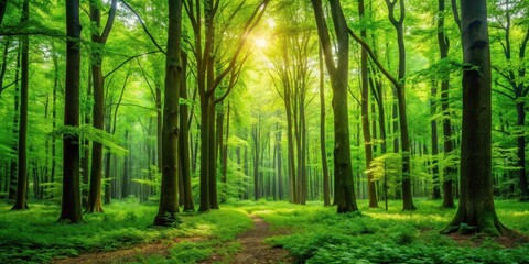 Obraz premium A lush green forest with tall trees and vibrant foliage growing in harmony with nature, vegetation, trees, vegetation, trees