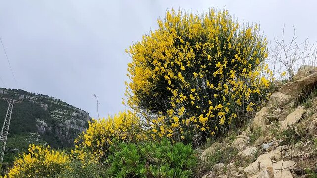 Yellow Spanish Broom (Spartium junceum) perfumes the slopes of Mediterranean Sea coasts with its yellow beautiful blossoms.
