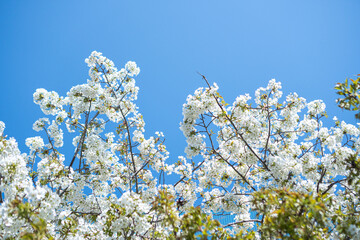 桜のアップ。青空。