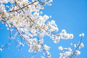 桜のアップ。青空。
