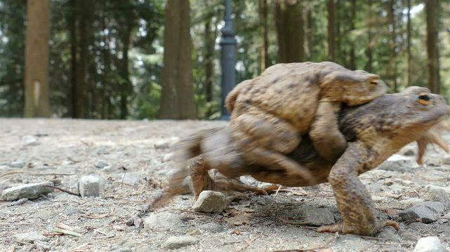 Toads Mating. European common toad (bufo bufo)