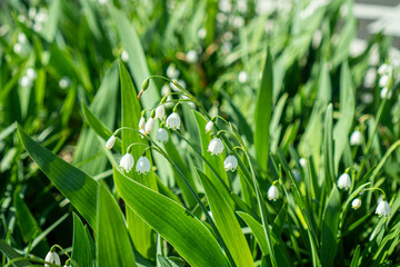 スノーフレークのアップ