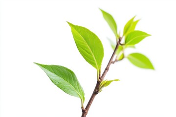 Fresh green leaves on a branch, spring foliage for botanical illustrations and nature photography uses