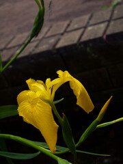 Looking at people and me.