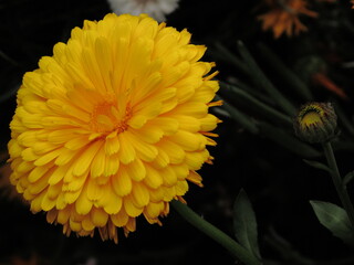 Looking at people and me.