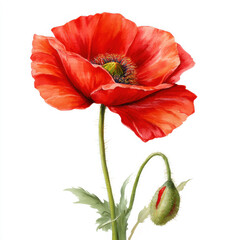 Poppy flower featuring vivid red petals and a closed bud on a light background