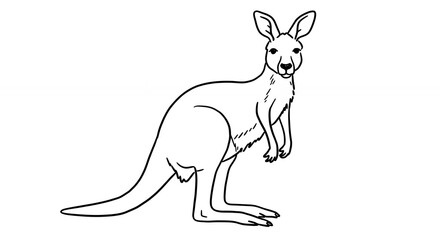 Kangaroo line art illustration