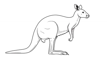 Fototapeta premium Line drawing kangaroo illustration