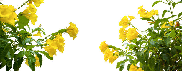 autumn leaves background