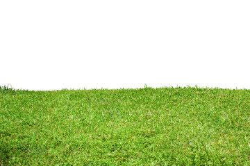 green grass background