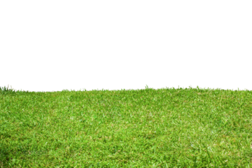 green grass background