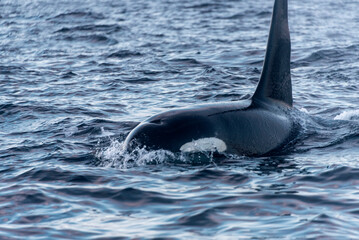 Fototapeta premium Orques Norvège