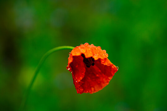 red poppy flower