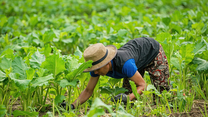 Asian Farmer Tending Crops in Organic Vegetable Field at Sunrise &ndash; Sustainable, Eco-Friendly Agriculture Concept. Ideal for Organic Farming, Rural Livelihoods, and Traditional Cultivation Practices