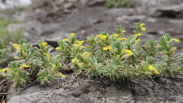 Ground-pine (Ajuga chamaepitys), a modest beauty of the Mediterranean coast's rocks, is especially lovely when found among them.