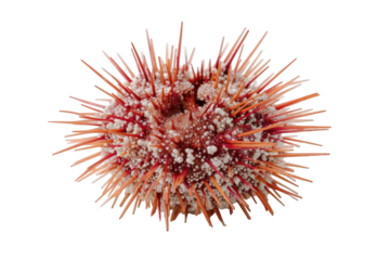 Close up of a sea urchin with red and orange spikes isolated on a transparent background