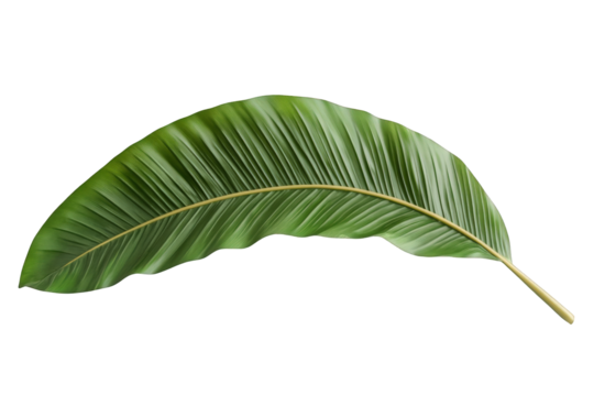 Single green tropical leaf isolated on a transparent background