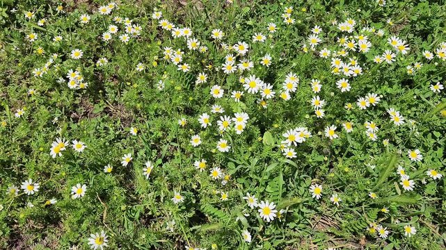 How many wild plants are as well-known as Anthemis cotula (Chamomile)? It is the queen of those who wander in the spring.