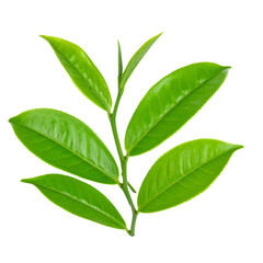 Fototapeta premium Green tea leaves on a white background for refreshing beverage concepts, nature, herbal products, tea education, mindfulness designs.