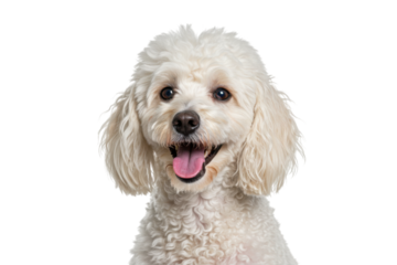 White poodle dog happy smiling portrait isolated