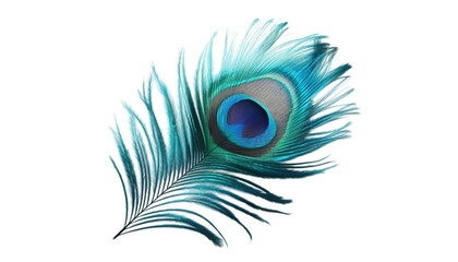 Obraz premium Detailed Peacock Feather Close-up