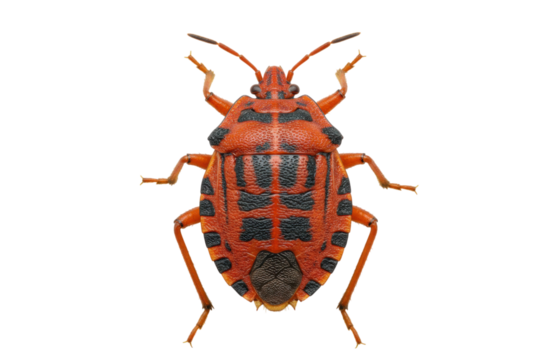 Macro view of a red and black bug isolated on transparent background