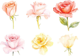Collection of Six Watercolor Roses in Pastel Shades Peach Pink and Yellow Blooms
