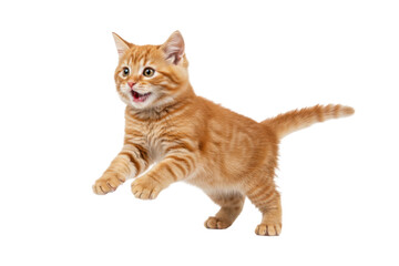 Orange tabby kitten jumping in the air