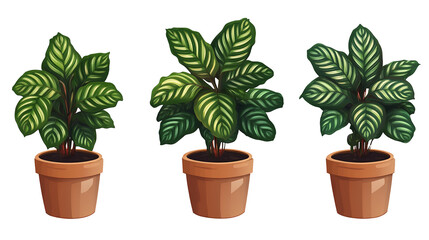Obraz premium Three vibrant Calathea plants in terra cotta pots bringing life and tranquility to your on transparent background